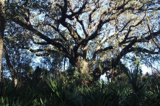 Lake Griffin State Park